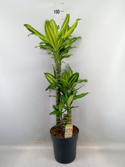 <h4>Dracaena frag.   ...</h4>