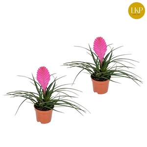 Tillandsia Vincent Roze (Zonder Hoes)