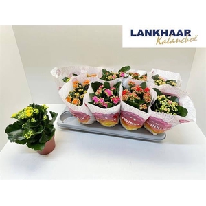 KAL GE PERF GEM 5 KL