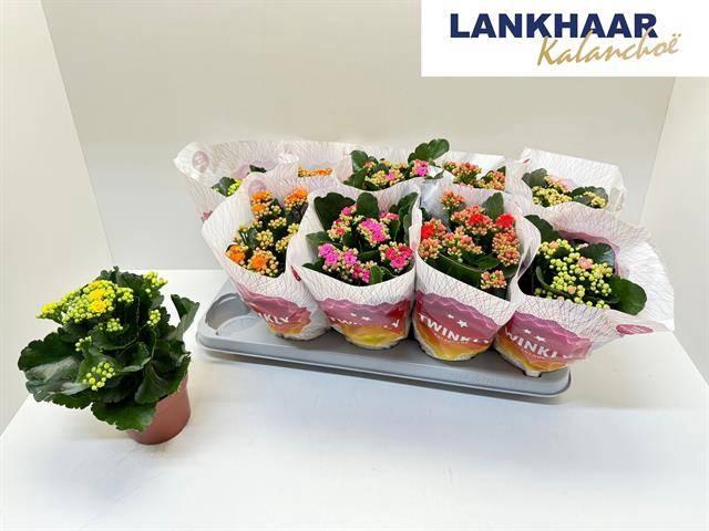 <h4>KAL GE PERF GEM 5 KL</h4>