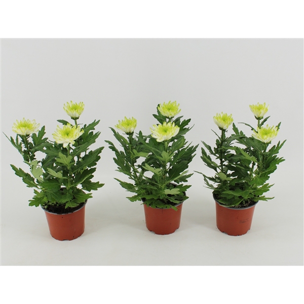 <h4>Chrysant Zembla Lime</h4>