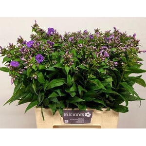 PHLOX CRISSY