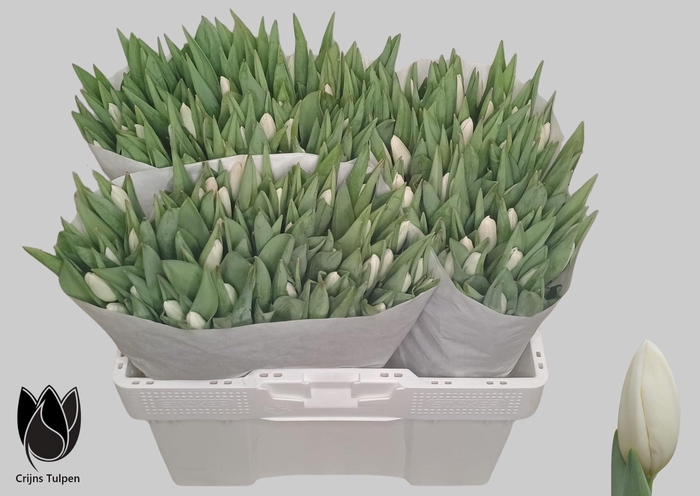 <h4>TU EN SNOWBOARD</h4>