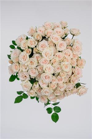 <h4>Tr Royal Porcelina</h4>