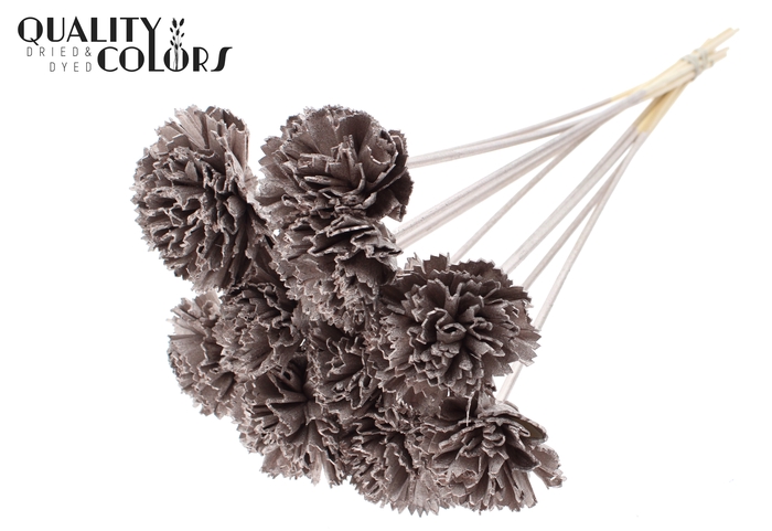 Shola Karnish Flower 6cm on stem Champagne
