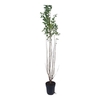 Ligustrum ovalifolium