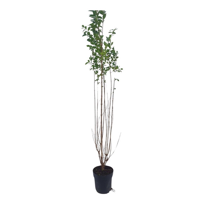 Ligustrum ovalifolium