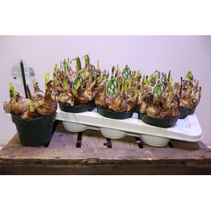 arr8 Leucoj Aestivum