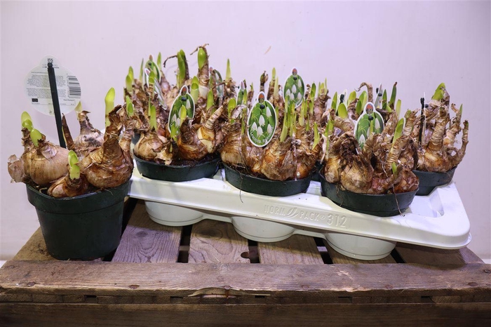 <h4>arr8 Leucoj Aestivum</h4>