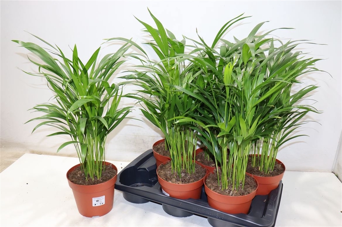 <h4>Dypsis Lutescens</h4>