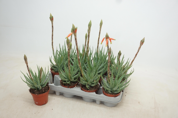 <h4>ALOE HUMILIS</h4>