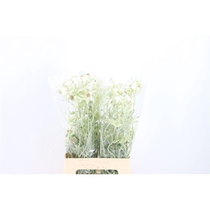 Actinotus Helianthi White 3 Fl