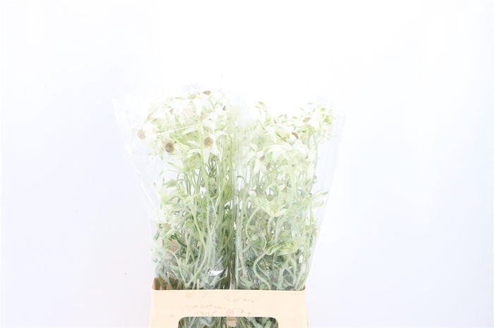<h4>Actinotus Helianthi White 3 Fl</h4>