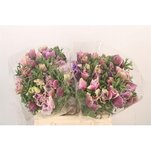 Anem Mistral Cenere X25