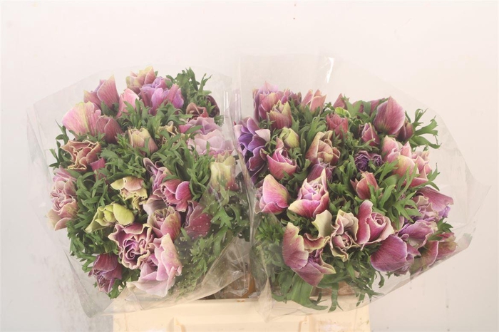 <h4>Anem Mistral Cenere X25</h4>