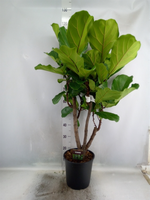 <h4>Ficus lyrata</h4>