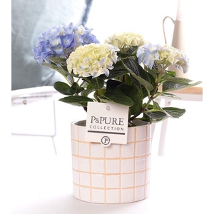 Hydrangea blue in P&PURE Tirza ceramics