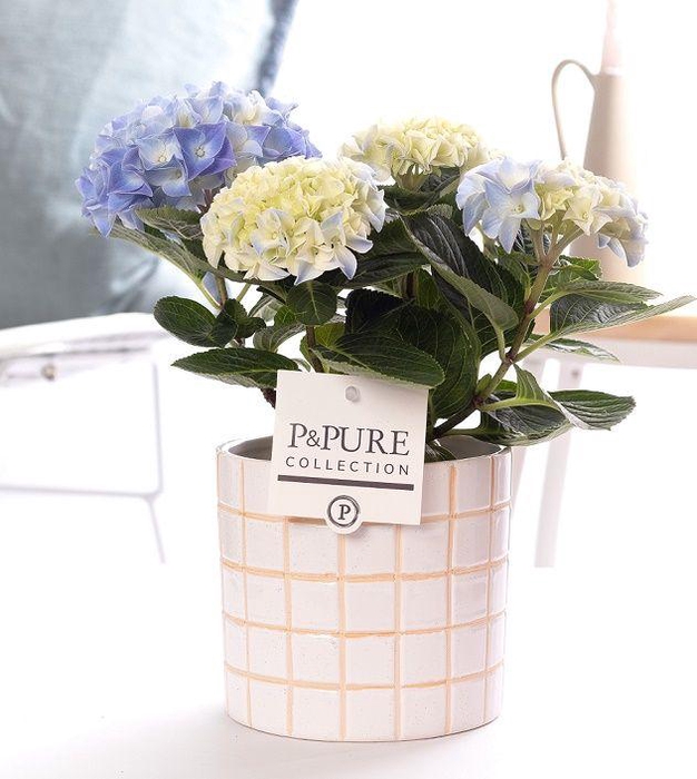 <h4>Hydrangea blue in P&PURE Tirza ceramics</h4>