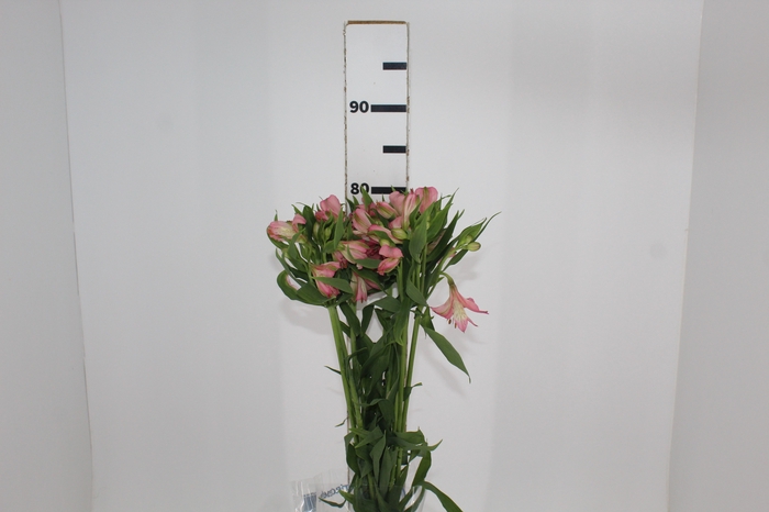 <h4>ALSTROEMERIA TOURMALINE 080 CM ROSA</h4>