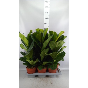 Ficus lyrata