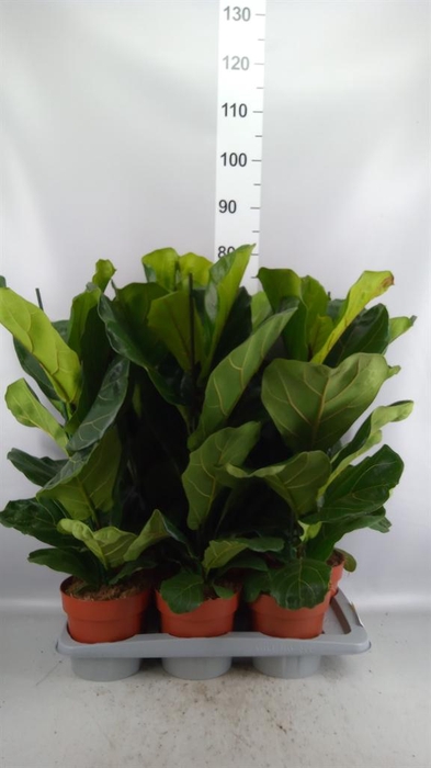 <h4>Ficus lyrata</h4>
