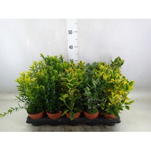 Euonymus japon.   ...mix