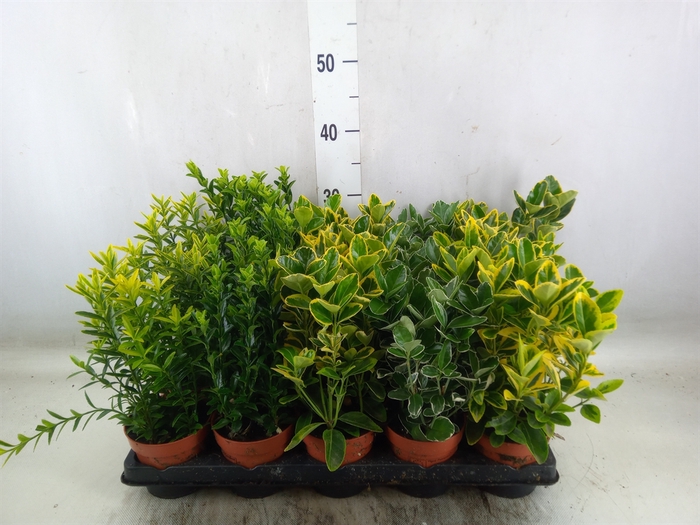 <h4>Euonymus japon.   ...mix</h4>