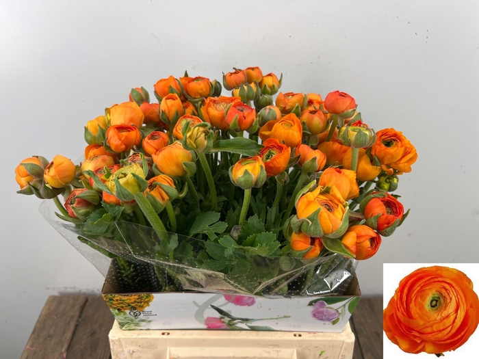 <h4>RAN EL ORANGE</h4>