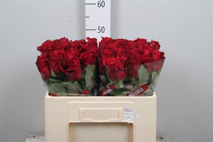 <h4>R Gr Ever Red</h4>