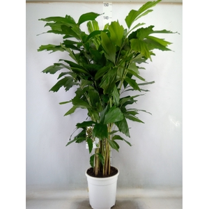 Caryota mitis