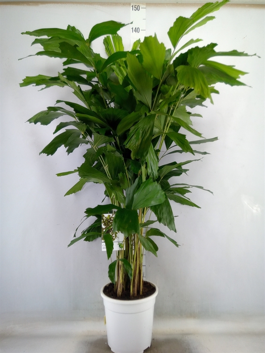 <h4>Caryota mitis</h4>