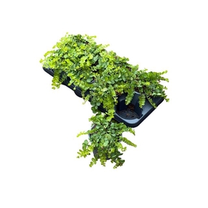 LYSIM NUMMULARIA