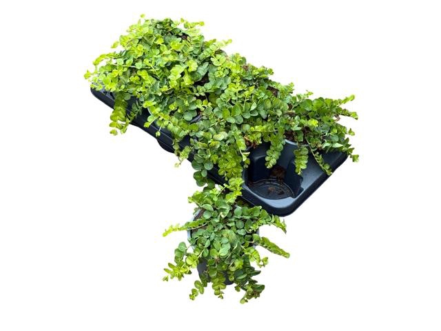 <h4>LYSIM NUMMULARIA</h4>