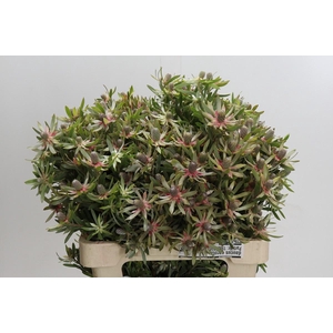 Leucadendron Ayoba Star Pearl