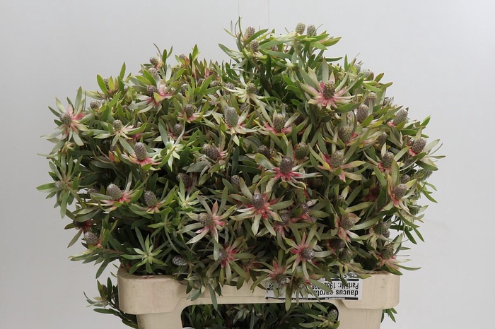 <h4>Leucadendron Ayoba Star Pearl</h4>