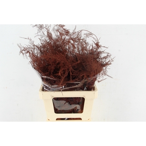 Asp IT Ex Veren Bordeaux