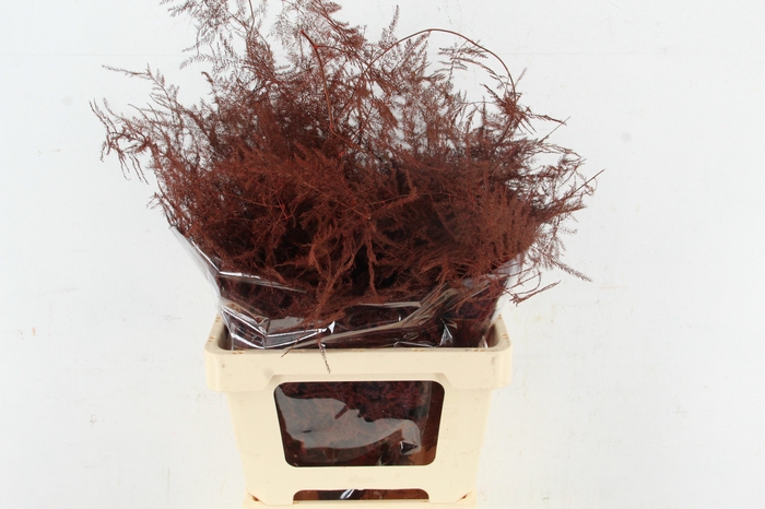 <h4>Asp IT Ex Veren Bordeaux</h4>