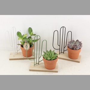 arr2 PL - Plank met cactus ech.