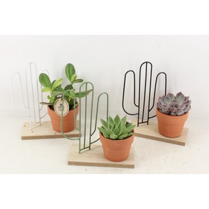 arr2 PL - Plank met cactus ech.