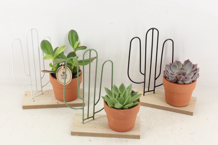 <h4>arr2 PL - Plank met cactus ech.</h4>