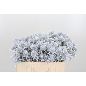 Eryn Supernova Kl Bh Wit