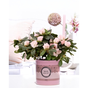 1st class Azalea pink in P&P cadeau concept: SPECIAL POUR TOI!