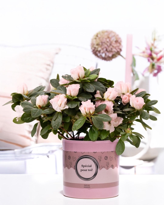 <h4>1st class Azalea pink in P&P cadeau concept: SPECIAL POUR TOI!</h4>