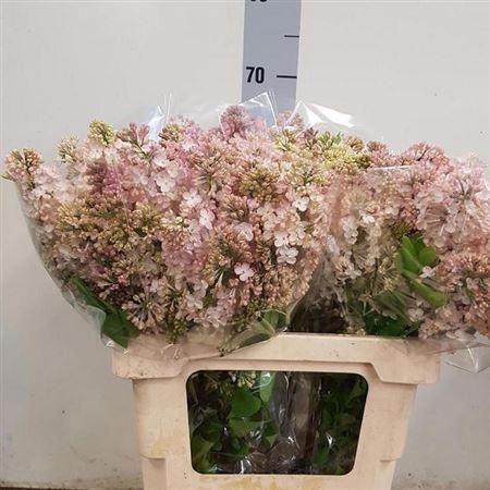 <h4>Syr Hy Maidens Blush</h4>