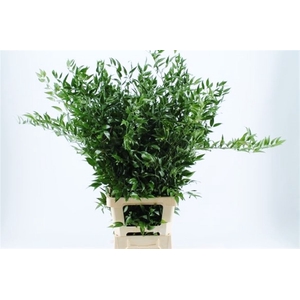 Ruscus Long 3 Stems P Bunch