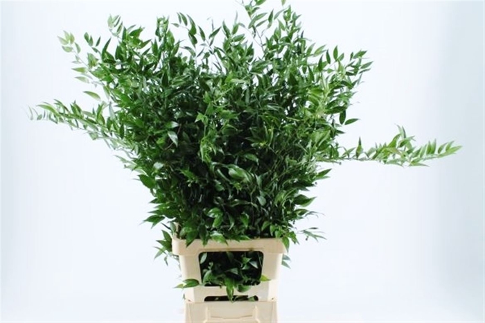 <h4>Ruscus Long 3 Stems P Bunch</h4>