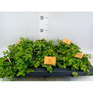 Peperomia rotundifolia