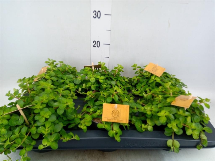 <h4>Peperomia rotundifolia</h4>