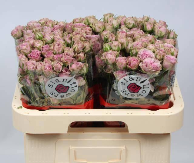 <h4>R TR MOTOWN</h4>