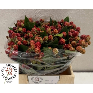 RUBUS FR CHESTER